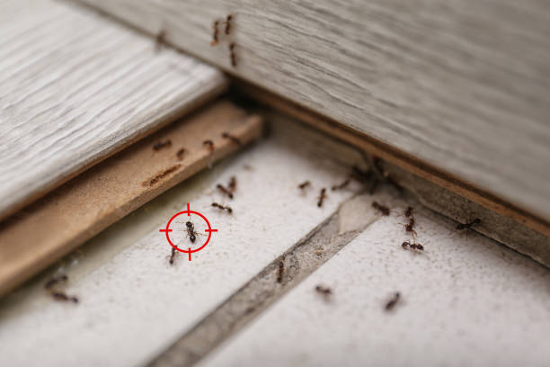 Best Spider Control Near Me  in Waltham, MA